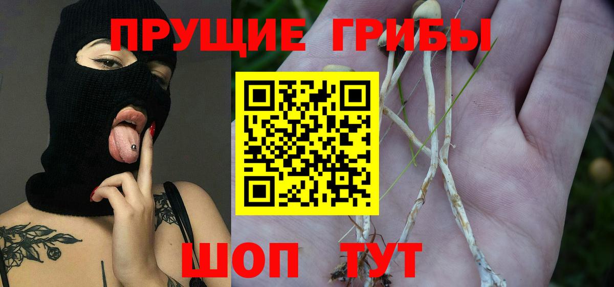 Псилоцибиновые грибы мицелий Арсеньев